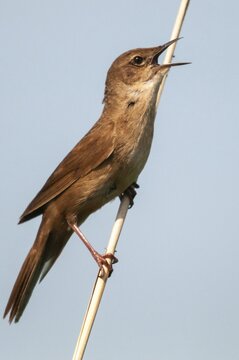 Locustella luscinioides, cane swirl, Savis Warbler, birds, song, high size, portrait format, passeri, singing, songbirds, birds