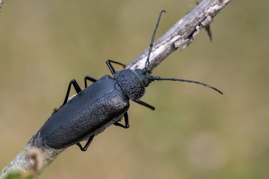 Cerambycidae, Ergates Faber, Mulmbock, Housebuck, Beetle, Longhorn Beetle, Coleoptera, Female, Insects, Beetles, Long-Horned Beetle, Female