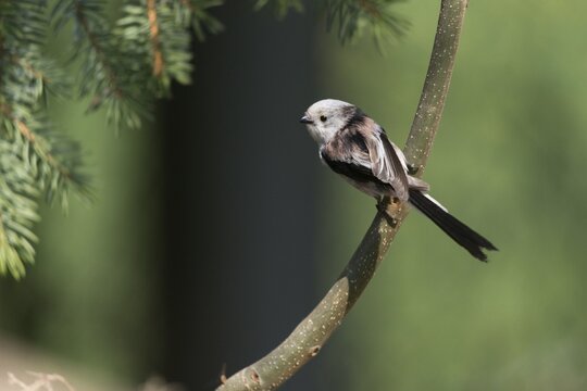 Aegithalos caudate, long-tailed tit, birds, tits, passeri, songbirds, songbirds, tits, birds