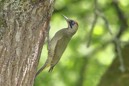 Green Woodpecker (Picus viridis) &ndash; a female at her nesting hole in an old oak tree, wildlife, woodpeckers, Eurasian Green Woodpecker, nature photography, spring, Wilnsdorf, North Rhine-Westphalia, Germany