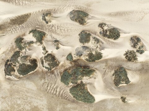 Sand hummocks caused by dwarf shrubs. Aerial view. Drone shot. Namib Desert, Skeleton Coast, Namibia