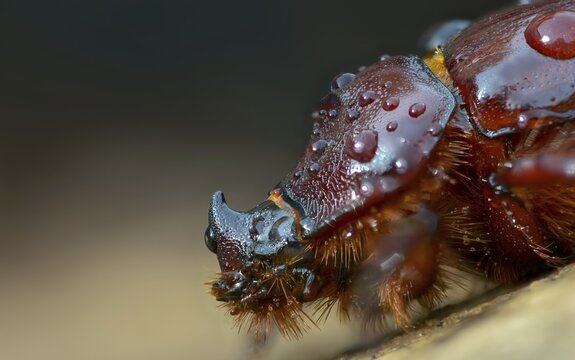 European rhinoceros beetle, rhinoceros beetle, oryctes nasicornis, rhinoceros beetle, beetle, coleoptera, insects, beetles