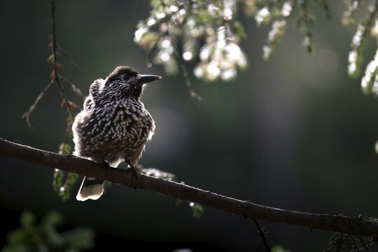 Nutcracker (Nucifraga caryocatactes), sitting on a branch in a fir forest, Canton Graub&uuml;nden, Switzerland