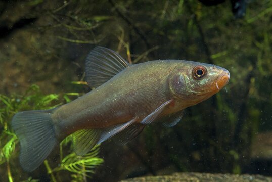 Schleie, Tench, Tinca Tinca, Doctor Fish, Fishes, Pisces