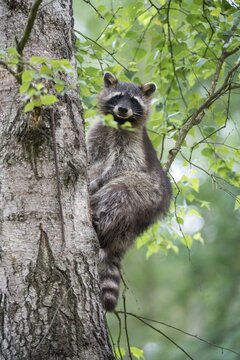 Carnivora, procyon lotor, raccoon, predators, raccoon, high size, portrait format, mammals, raptors, mammals