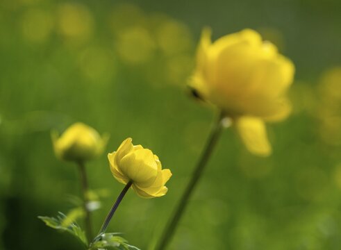 Budabin seed, buttercup, butter ball, butterrose, globe flower, goldhead, buttercup, ball ranunculus, ranunculaceae, trollflower, trollius europaeus, flora, plants, plants