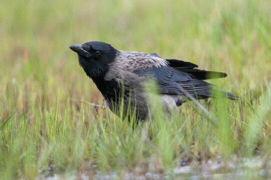 Brandenburg, Corvus Cornix, Germany, hooded crow, national natural heritage, natural paradise Gr&uuml;nhaus, fog crow, post-mining landscape, birds, call, corvidae family of birds, green house, passeri, corvids, call, songbirds, birds