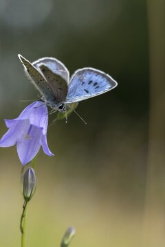 Ant blue, glaucopsyche arion, large blue, maculinea arion, phengaris arion, quendel ant blue, thyme ant blue, butterfly, high size, portrait format, insects, butterfly, butterflies