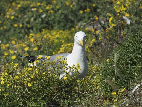 Mediterranean gull (Larus michahellis) among yellow wildflowers in a meadow. Porquerolles Island, Giens, Hy&egrave;res, Provence, C&ocirc;te d' Azur, France