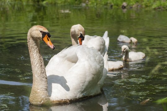 Cygnus olor, mute swan, anatidae, birds, duckbirds, female, adolescent, young, juvenile, male, swan, swans, swan, swans, birds, waterbirds, waterbirds, female