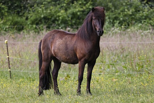 Icelandic horse (Equus islandicus), gelding, Schleswig-Holstein, Germany