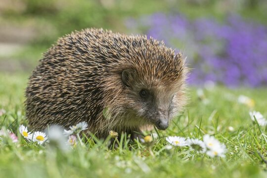 Erinaceus europaeus, hedgehog, insectivora, insectivora, insectivora, mammals, prickly, mammals