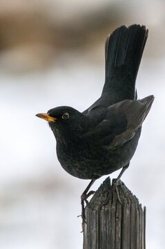 Blackbird, turdus merula, birds, garden, garden, garden fence, high size, portrait format, passeri, songbirds, birds, winter