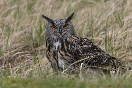 Bubo Bubo, Eagle Owl, Eagle Owl, Birds, Owls, Strigiformes, Birds