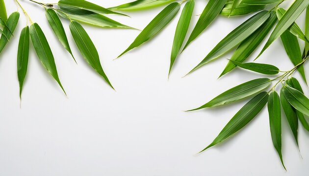 Vibrant Green Bamboo Leaves Spread Out Against A Clean White Background