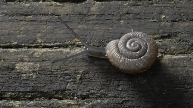 Macro high angle view of a button snail crawling right to left on a textured log