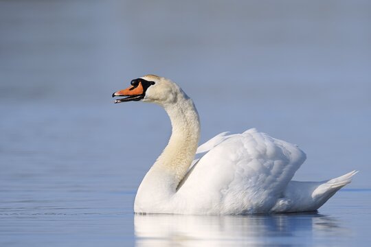 Mute swan (Cygnus olor), swimming, North Rhine-Westphalia, Germany