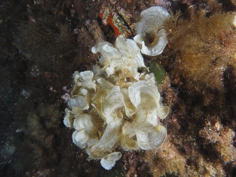 White funnel algae (Padina pavonica) on rough substrate, dive site peninsula Giens, Mediterranean Sea, Porquerolles, Provence, C&ocirc;te d'Azur, France