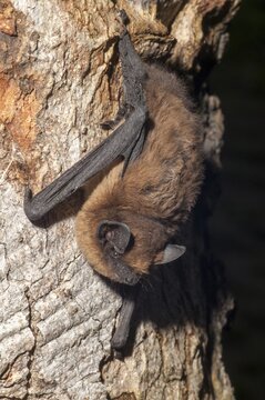 Nathusius pipistrelle, Pipistrellus nathusii, roughskin bat, bats, chiroptera, bats, high size, portrait format, mammals, mammals