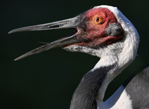 White-naped crane (Grus vipio), animal portrait, showing nictitating membrane, captive, Germany