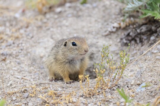 A young ground squirrel (Spermophilus citellus) sits in front of its burrow on a hillside on a cloudy day. Austria