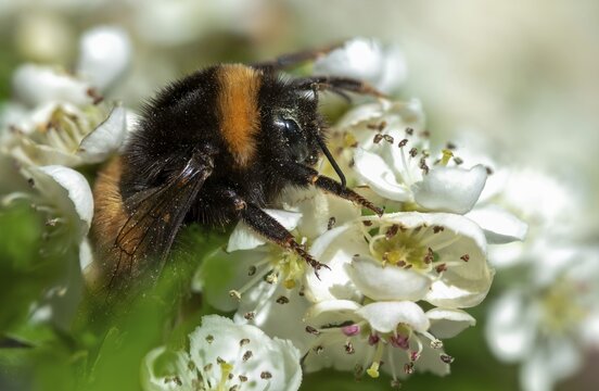 Apidae, bees, bombus terrestris, dark bumblebee, hymenoptera, buff-tailed bumblebee, bumblebee, insects, large earth bumblebee