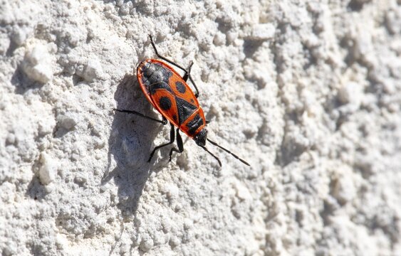 Close-up, close-up, macro shot, fire bug (Pyrrhocoridae) on house wall, Stuttgart, Baden-W&uuml;rttemberg, Germany
