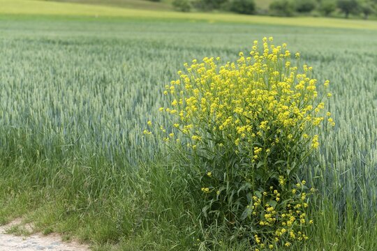 Brassicaceae, bunias orientalis, alien plant, smooth grouper, cruciferous vegetable, neobiota, neophyte, oriental grouper, problem plants, turkish rocket, turkish wartycabbage, turkish arugula, spike, spike, flora, hill mustard, invasive species, plants, warty cabbage