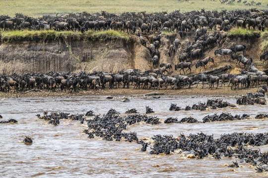 The Great Migration, Huge herds of wilderbeast (Connochaetes taurinus) crossing the Mara river and swimming to the other side, Serengeti Nationalpark, Tanzania