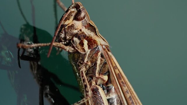Macro video of a grasshopper with long hind legs and antennae reflecting on a glossy surface. Close-up detailed nature shot.
