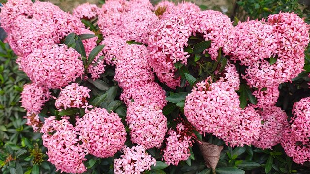 Vibrant clusters of small pink ixora flowers blooming in a dense garden shrub