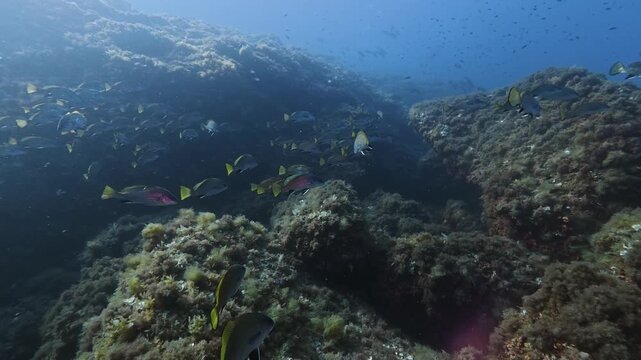Mediterranean underwater scene with a lot of brown meagre fish
