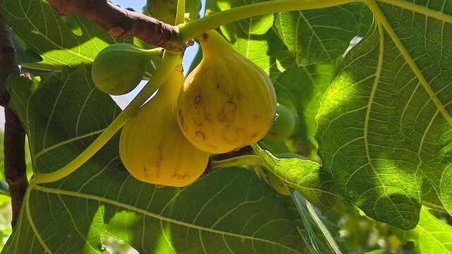 Yellow figs ripening on a branch surrounded by vibrant green leaves under bright sunlight in a lush garden setting during the summer season