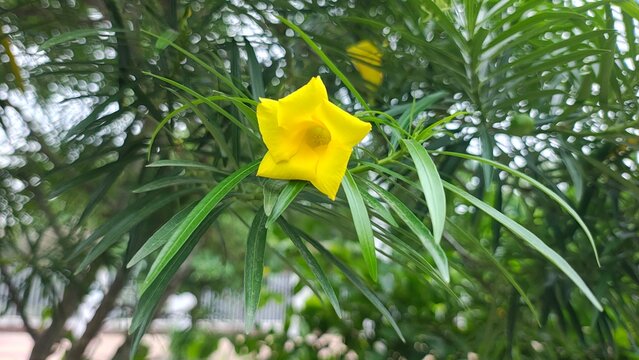 Single yellow oleander flower blooming on branch with lush green foliage