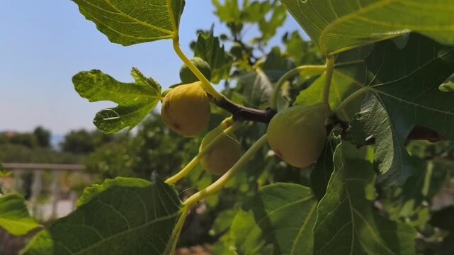 Close-up view of ripening figs on a branch surrounded by green leaves under bright sunlight in a garden setting, showcasing the natural growth process of the fruit