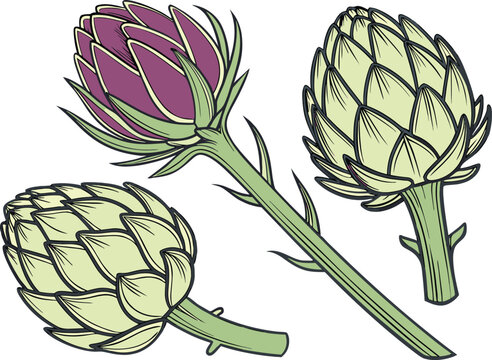 Hand drawn illustration of fresh green and purple globe artichoke buds isolated on white background