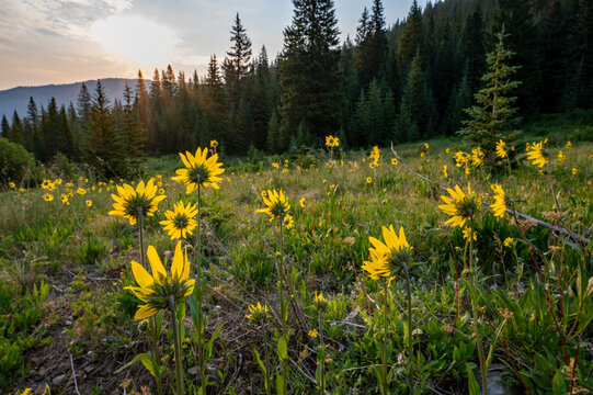 Backlit wildflowers along Castle Creek Trail near Aspen, Colorado on early sunny summer morning.