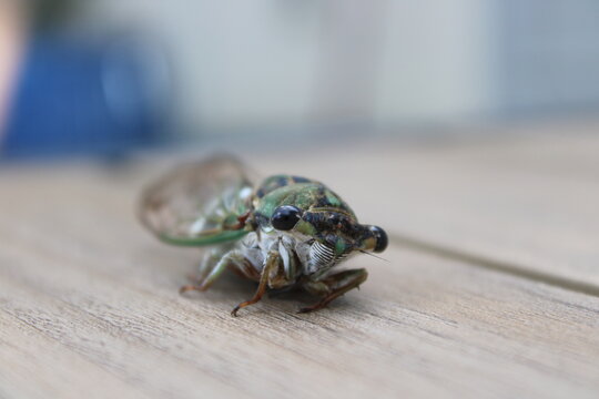 Cicada Face