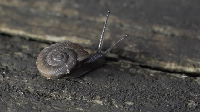 Macro low angle shot of a button snail crawling across a weathered wood log