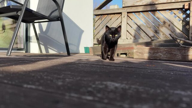 A curious Austrian cat carefully approaches and sniffs a small drone, examining it with interest. The moment captures natural animal behavior and interaction with modern technology