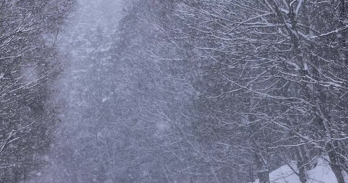 雪降る森