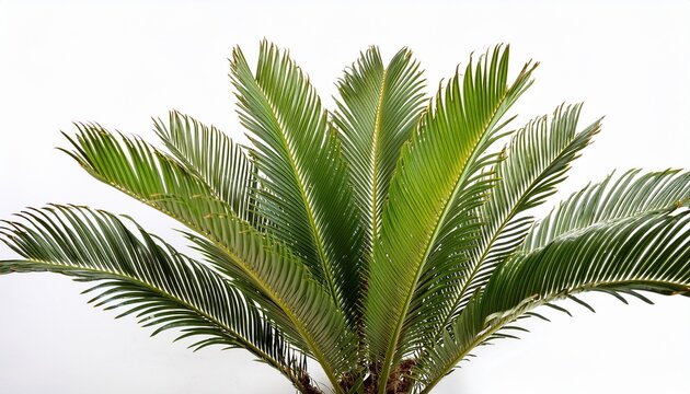 Cycas Revoluta Sago Palm N Isolated Plant On White Background
