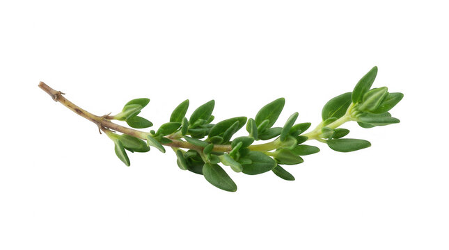 Fresh thyme sprig with vibrant green leaves during natural daylight isolated on transparent background