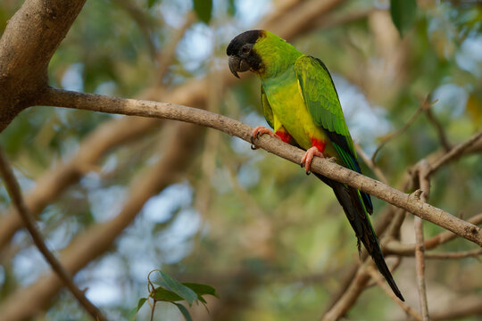 Nanday parakeet Aratinga nenday perched in leafy tree canopy with black hooded head, green and yellow plumage and red vent, noisy gregarious parrot of Pantanal, South America, found in flocks