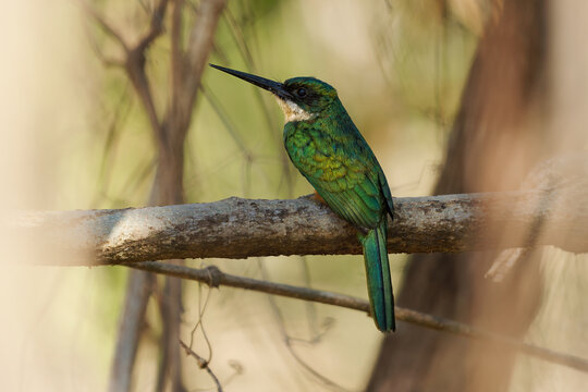 Rufous-tailed jacamar Galbula ruficauda perched on a thin branch calling with beak open, iridescent green plumage and long thin bill, Amazon forest, South America, hunts flying insects by