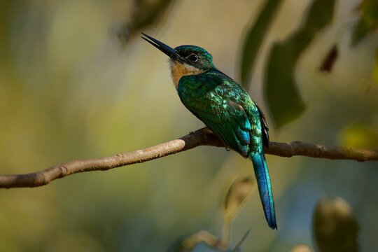 Rufous-tailed jacamar Galbula ruficauda close portrait calling with beak open, iridescent green plumage and rufous belly, Amazon forest bird, South America, hunts flying insects by sallying