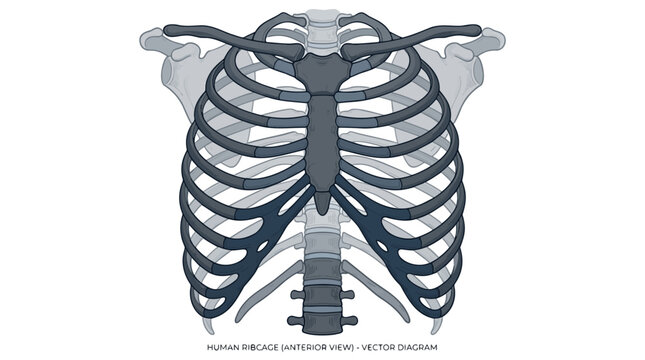 Anterior view of the human rib cage vector illustration
