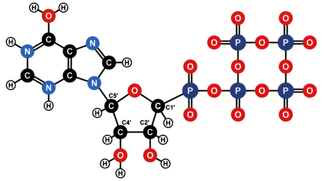 Guanosine triphosphate GTP molecular structure diagram with atoms and bonds