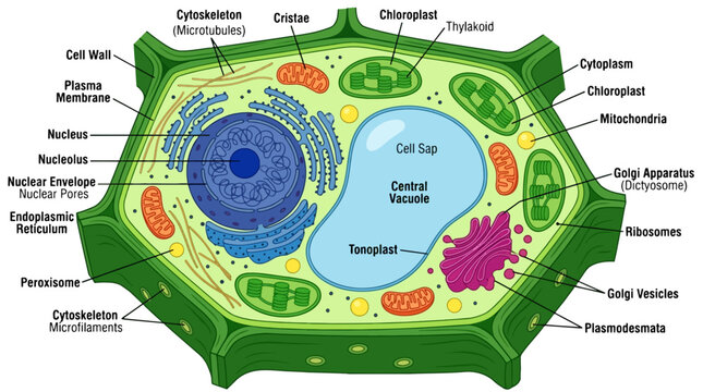 Diagram of a Plant Cell Showing Organelles and Their Functions