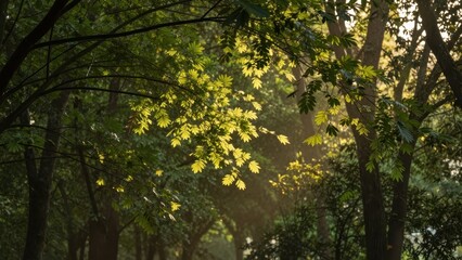 Obraz premium Lush green tree leaves glowing under bright sunlight in a dense forest canopy with soft sunbeams filtering through branches during a serene summer afternoon in nature